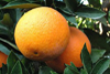 Orange thomson